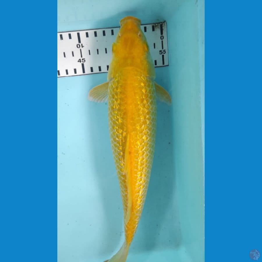 karasi ful ginrin 31cm