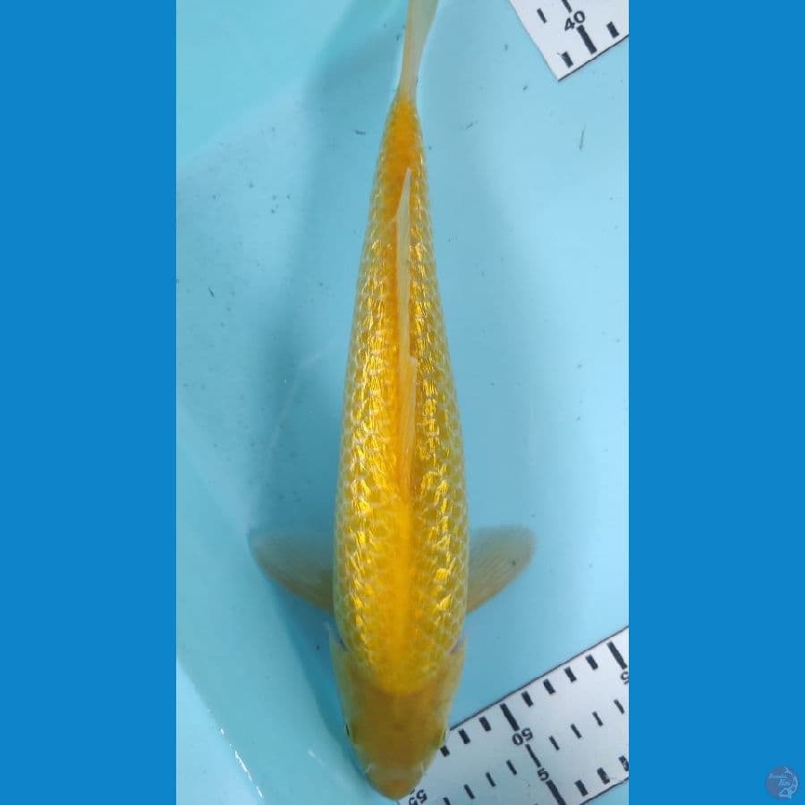karasi ful ginrin 31cm