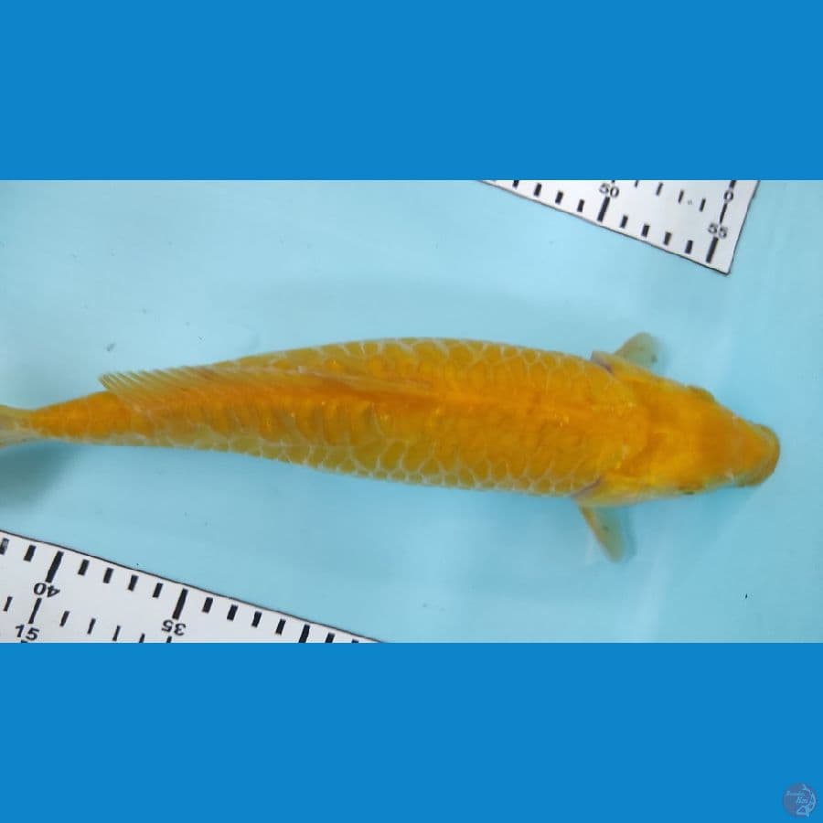 30cm karasi full naga
