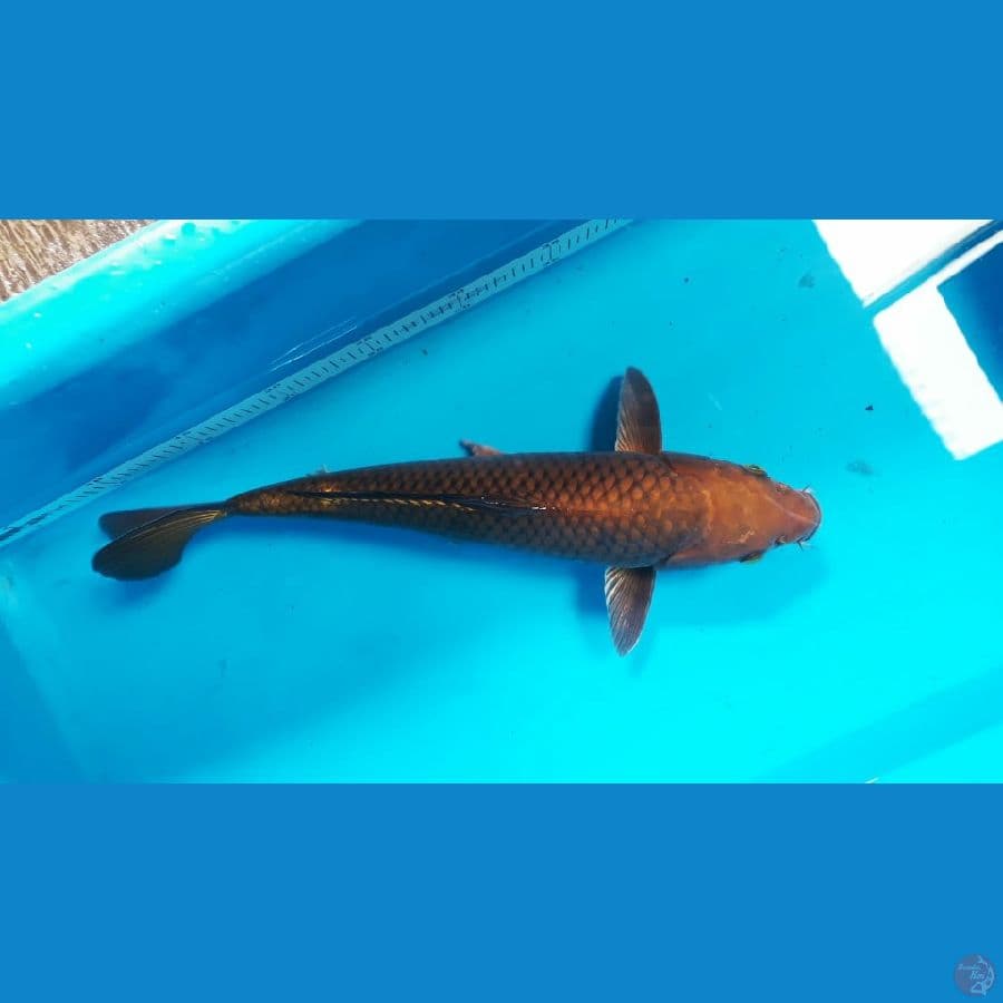 caghoi tembaga