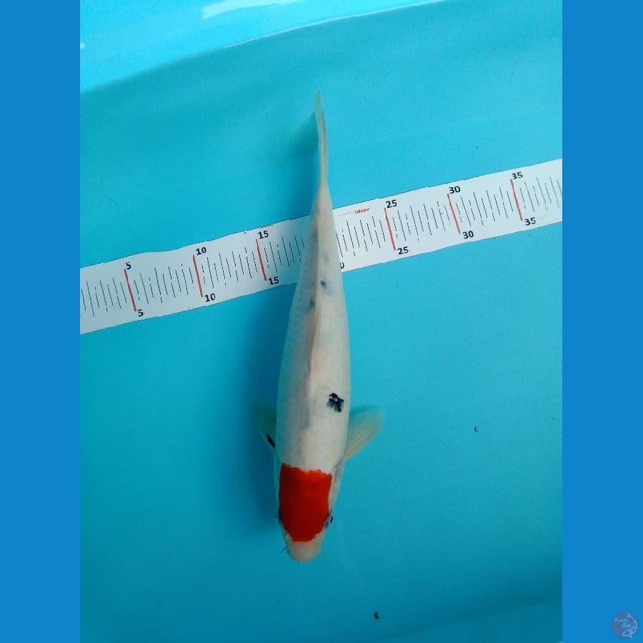 TANCHO SANKE TATEGOI ORI 30 CM FEMALE