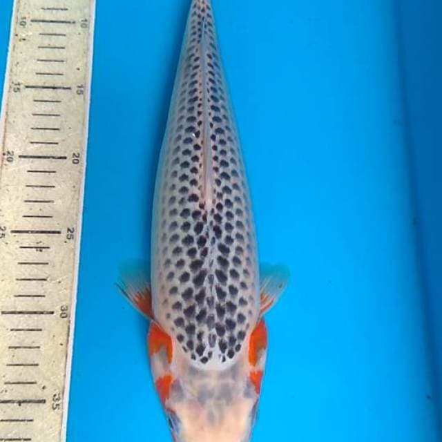 Asagi 37 cm, F1