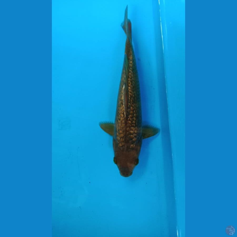 chagoi caramel 25 cm