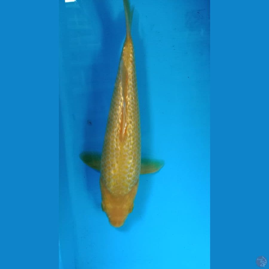 karasi 22 cm