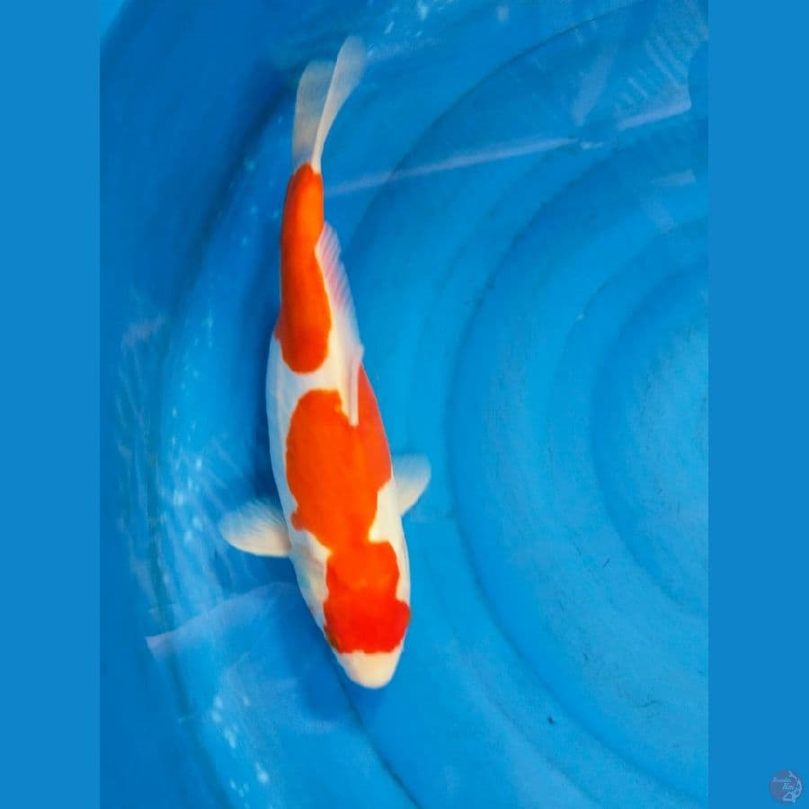 kohaku doit 38cm