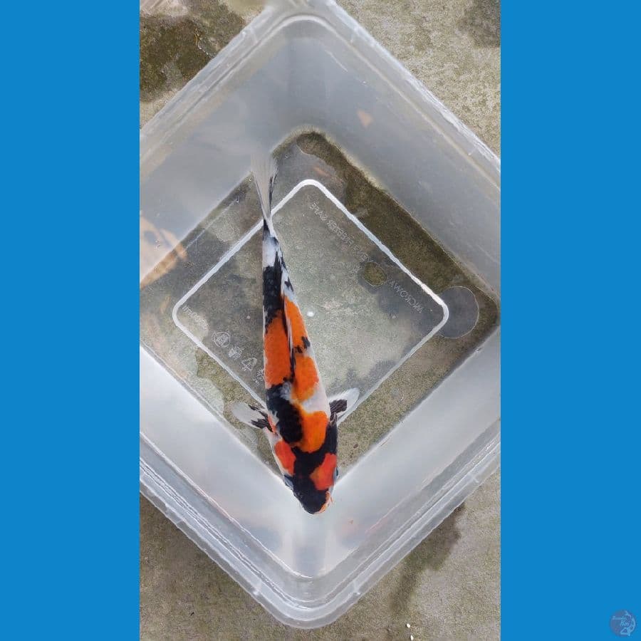 showa petir 20cm Male ORIEE