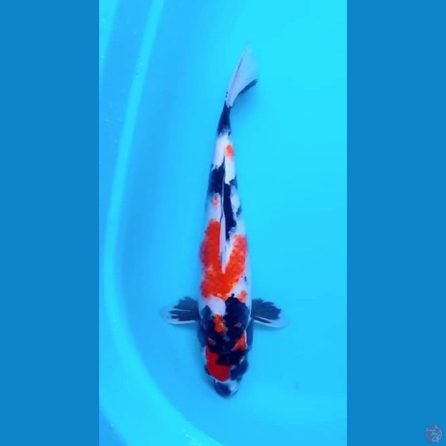 43cm Showa (F)