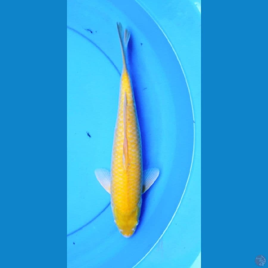 Karaahi mata merah male 35 cm
