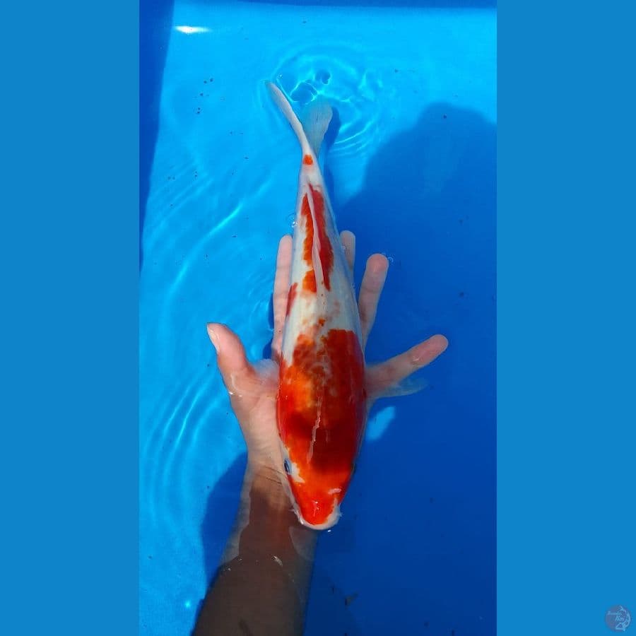 Kohaku size 31 cm