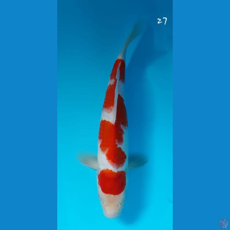 Kohaku 27cm