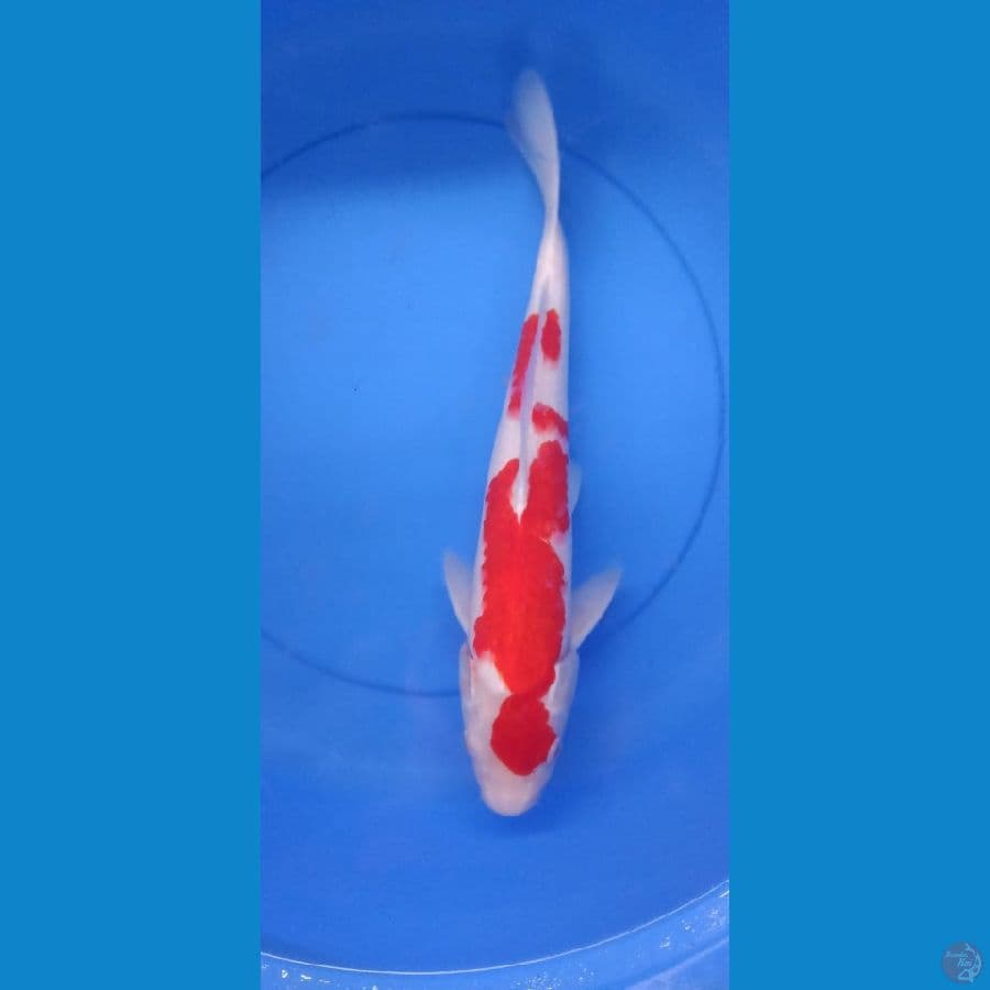 KOHAKU 39CM STRONG