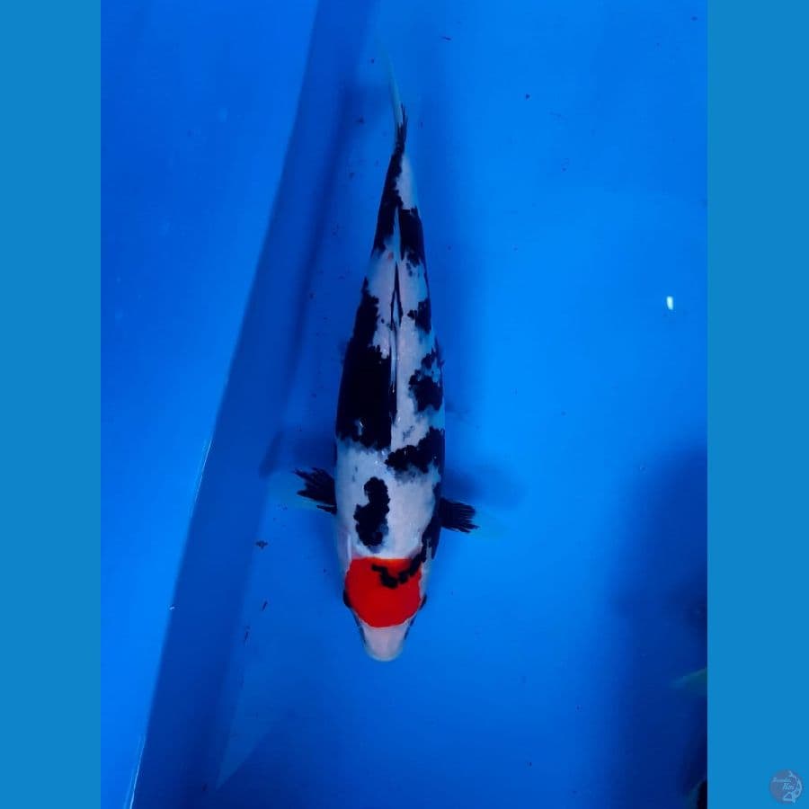 Tancho showa 36cm kwalitas joosss