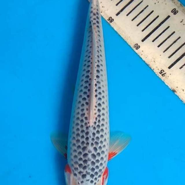 Asagi 35cm, F1