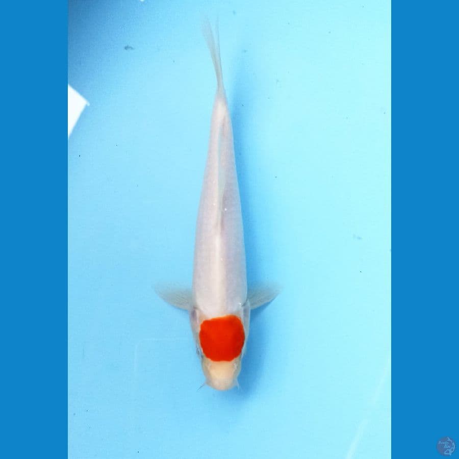 Tancho 24cm