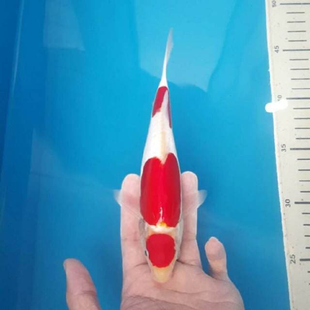 kohaku doitsu merah darah 25cm