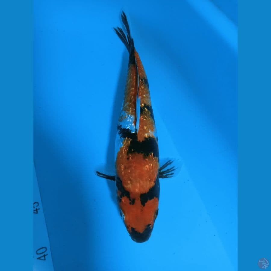 HI SHOWA GINDRIN 28 cm