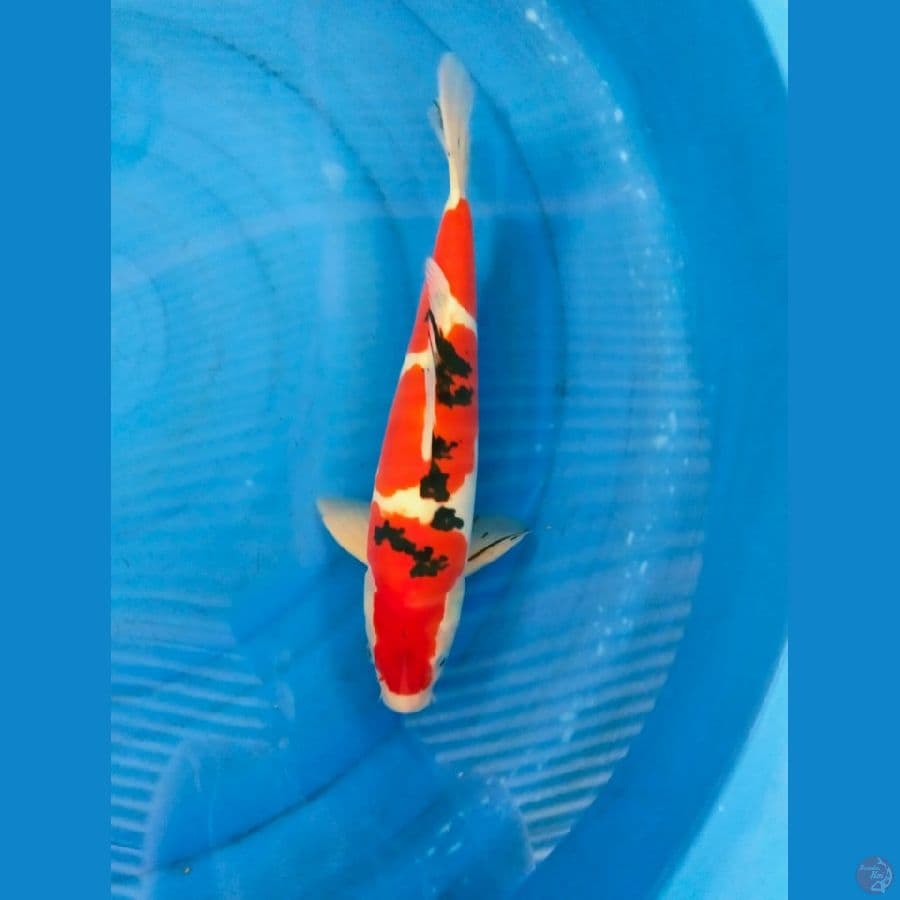 sanky doitsu 38cm