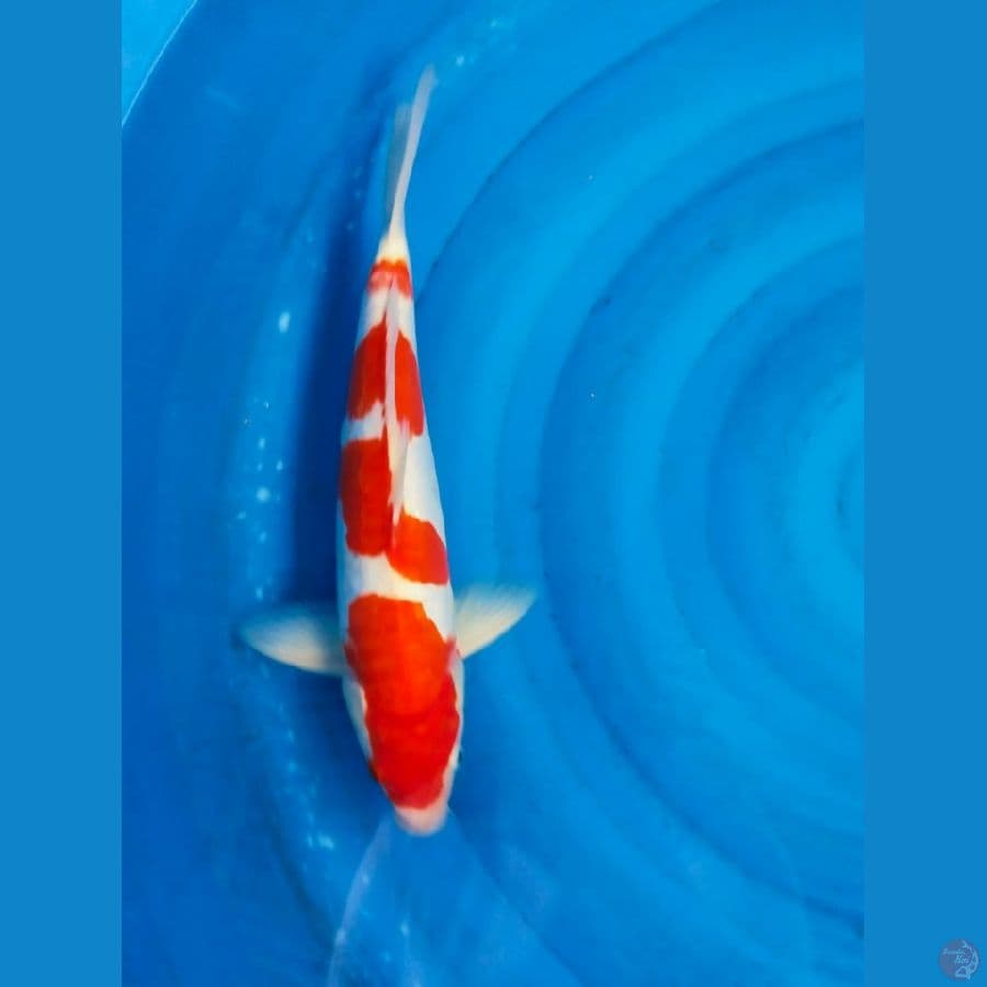 kohaku doitsu 40cm