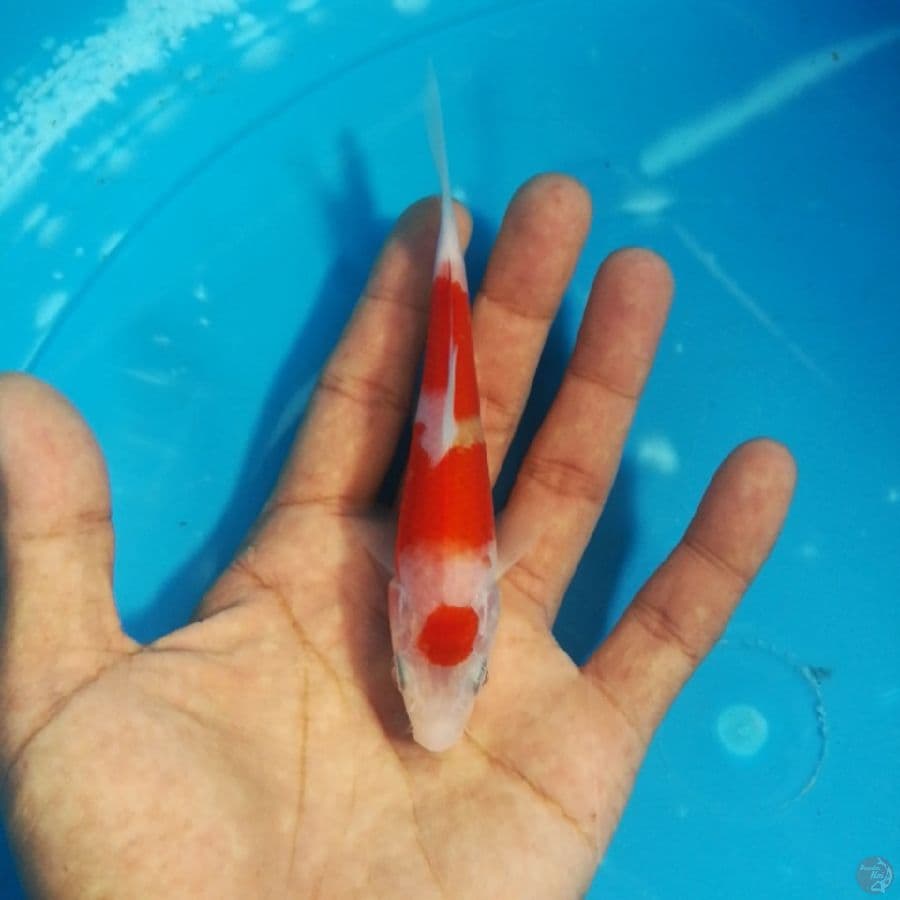 kohaku
