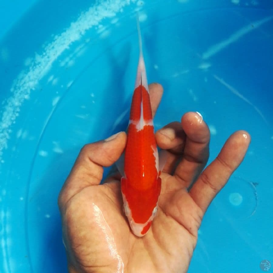kohaku