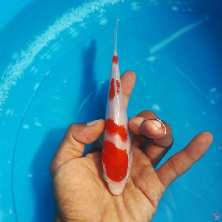 kohaku