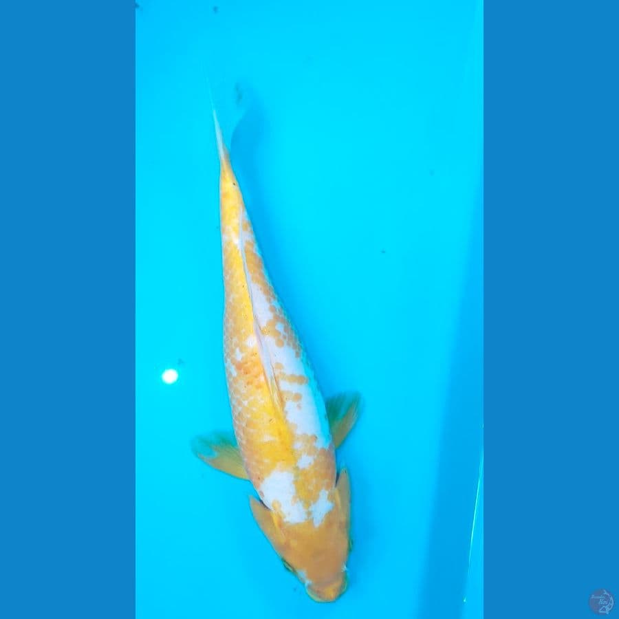 golden corn 27cm