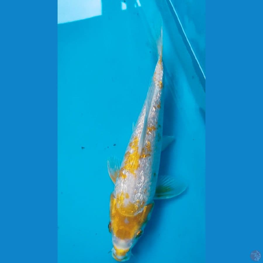 kingirin 26cm male