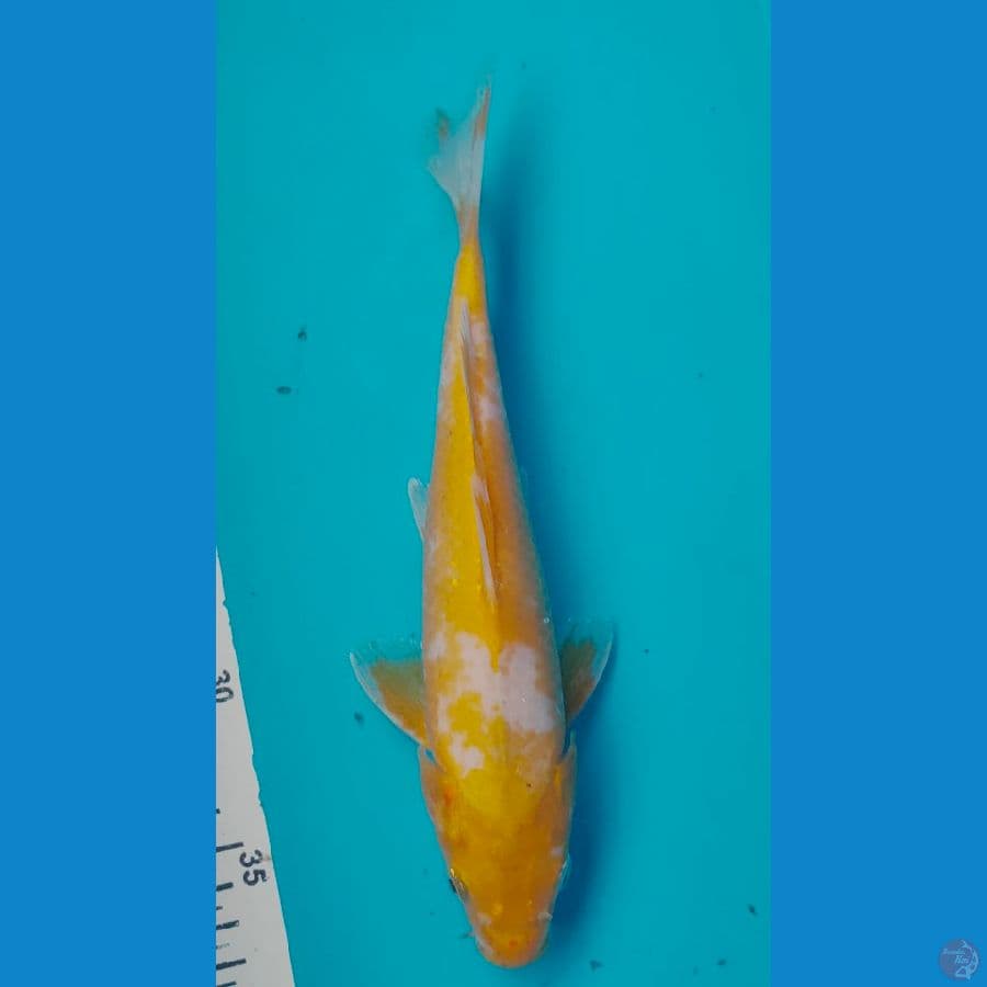 sabi koyo 25cm