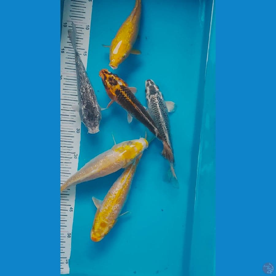 size 22 dan 24cm