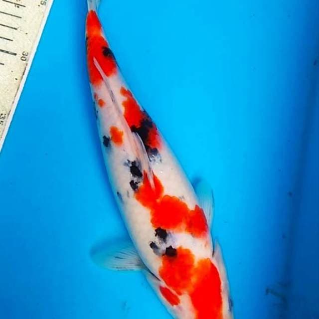 sanke 30cm