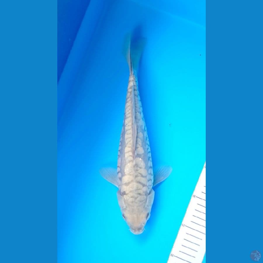 M 33Cm #Soragoi Aragoke