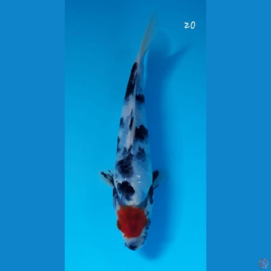 Tancho showa 20cm