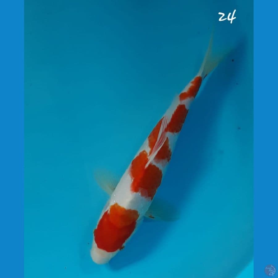 Kohaku 24cm