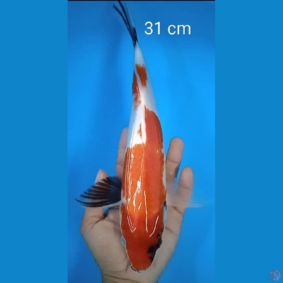 showa : 31 cm