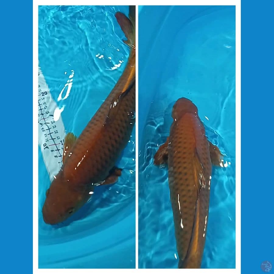 Chagoi 45CM JANTAN