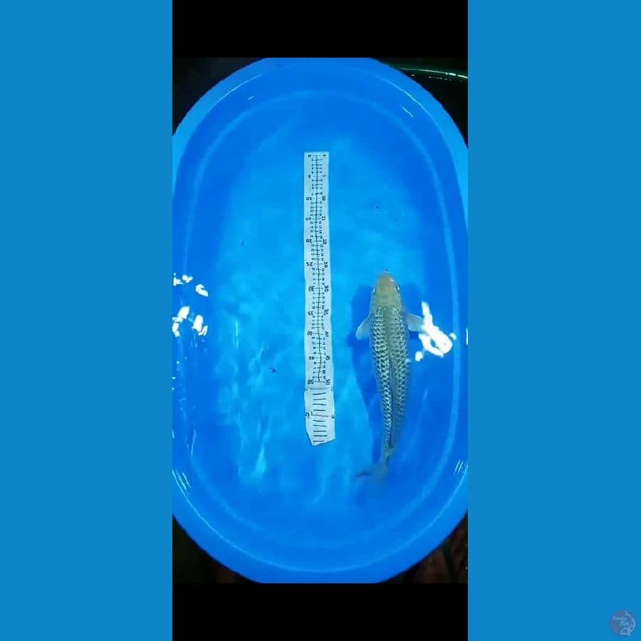 Shoragoi Ginrin 45CM Body mantap