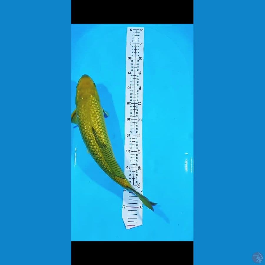 MidoriGoi 45CM