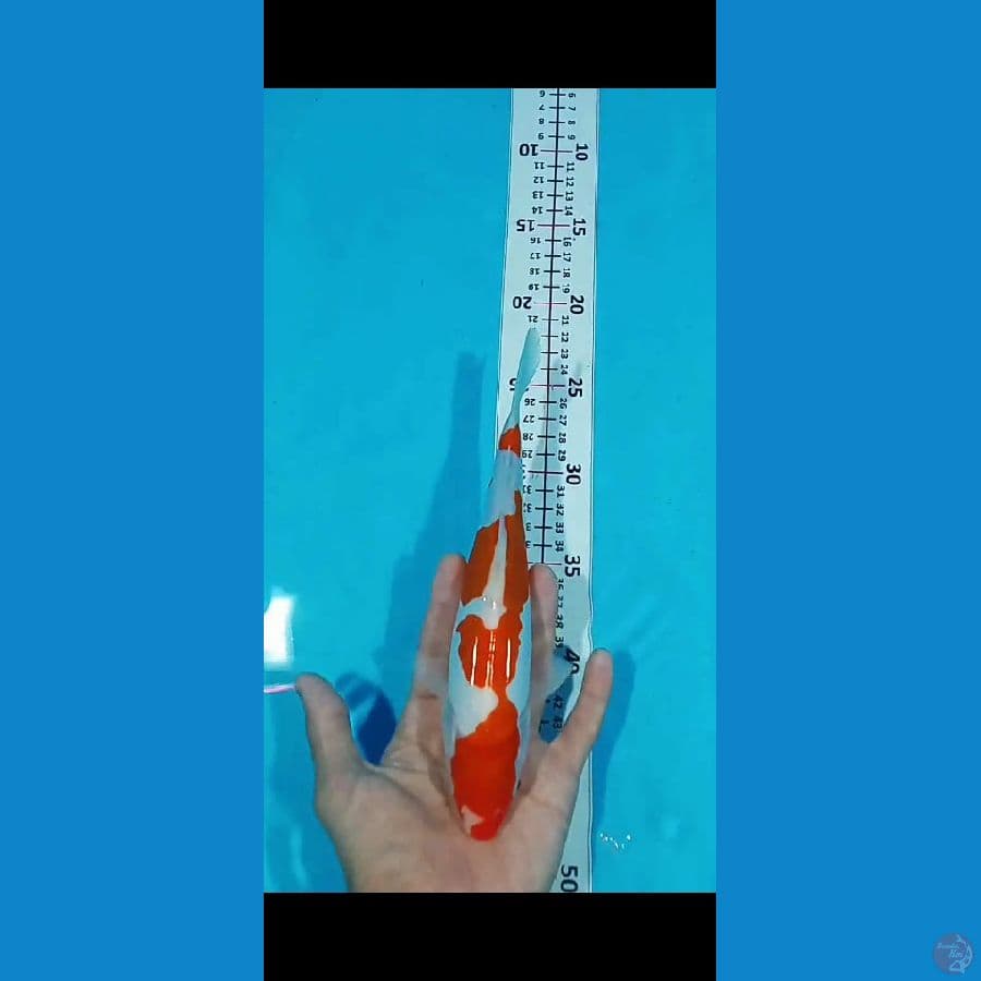 Kohaku Doitsu 23CM Jantan