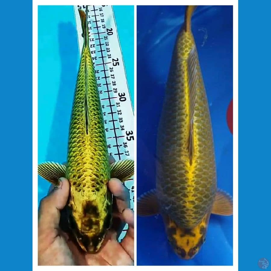 Mukasi 28CM (JANTAN)