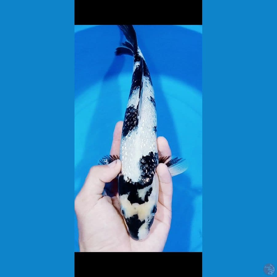 Shiro Ginrin 30CM