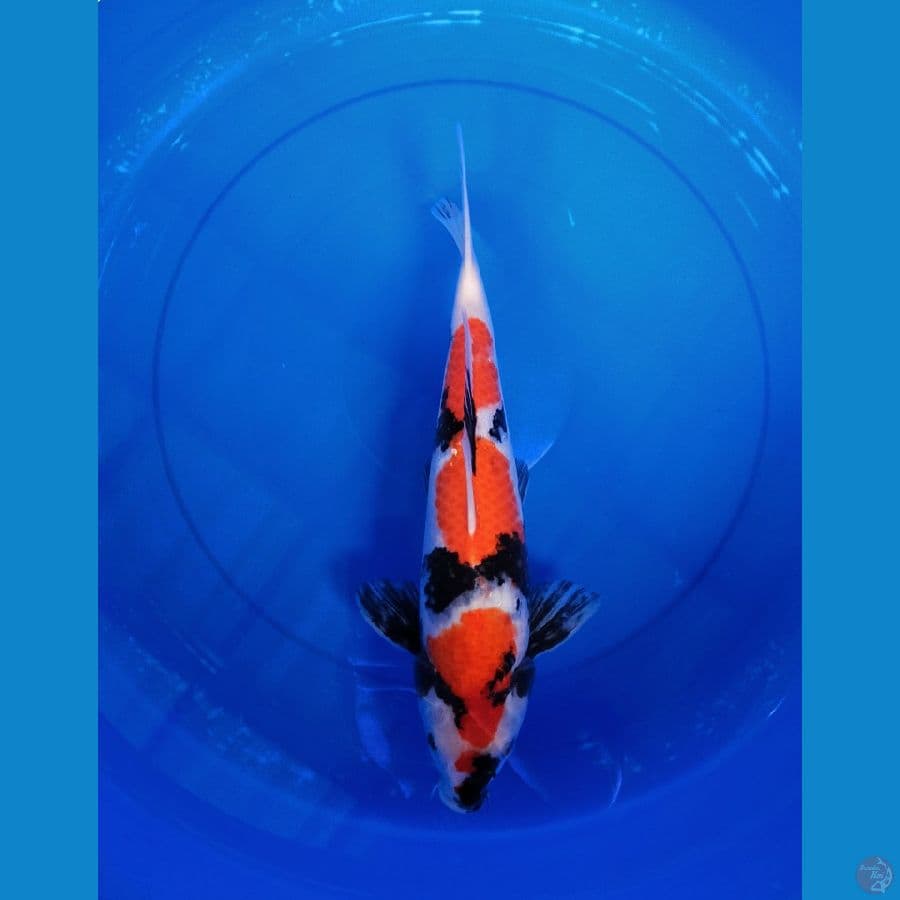 Showa 42cm
