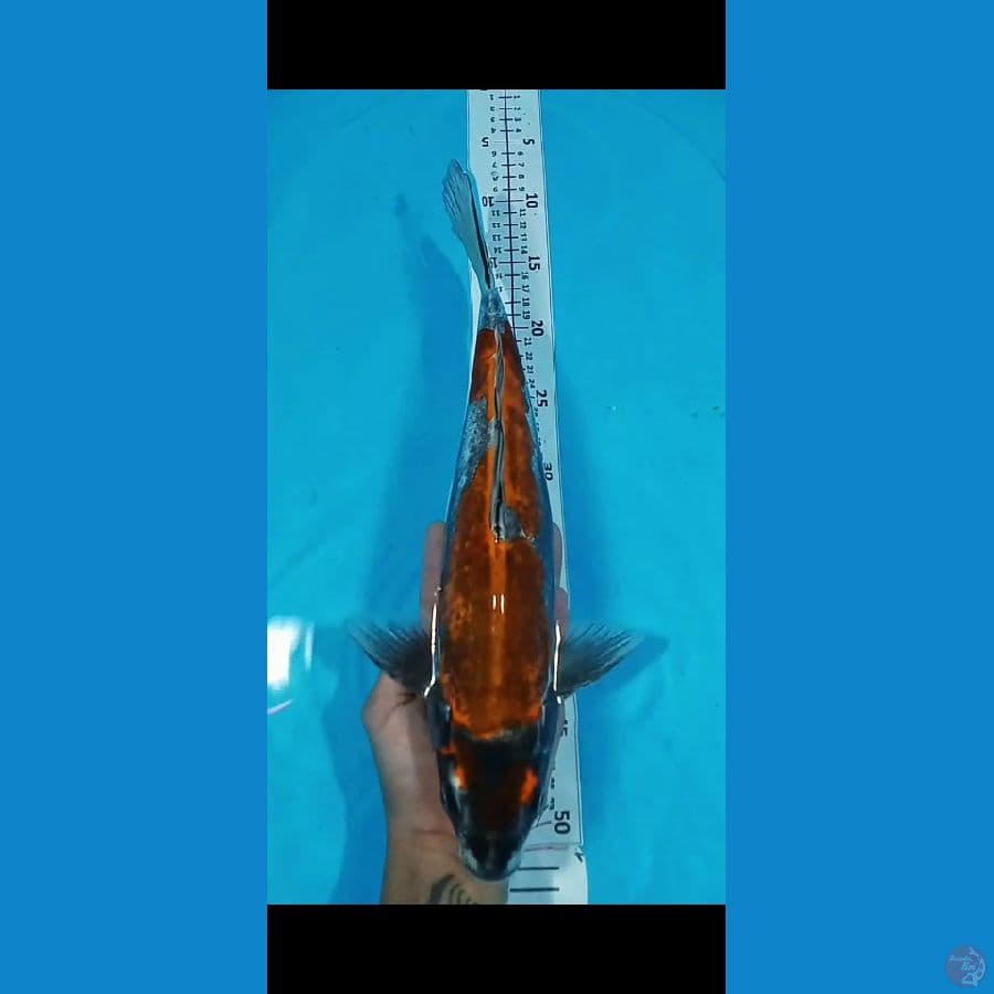 Kiko 35CM
