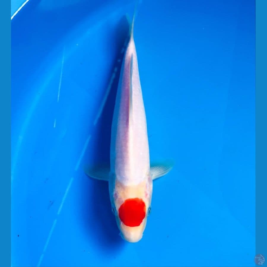 tancho kohaku, male 24cm