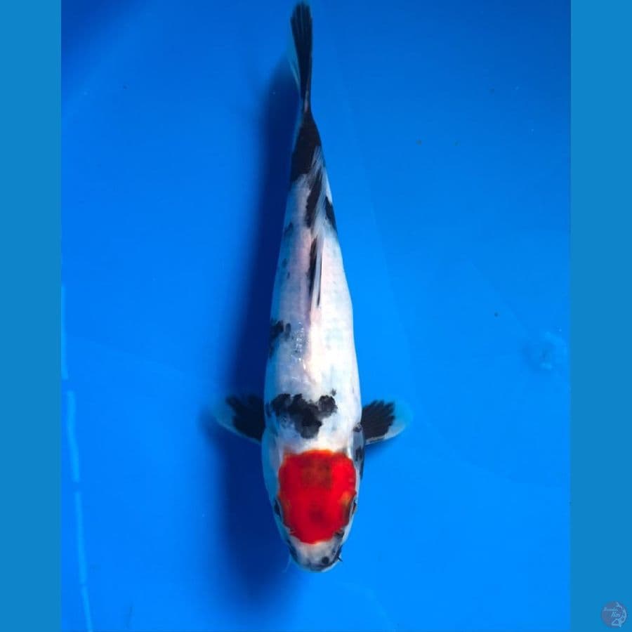 tancho showa male 24cm