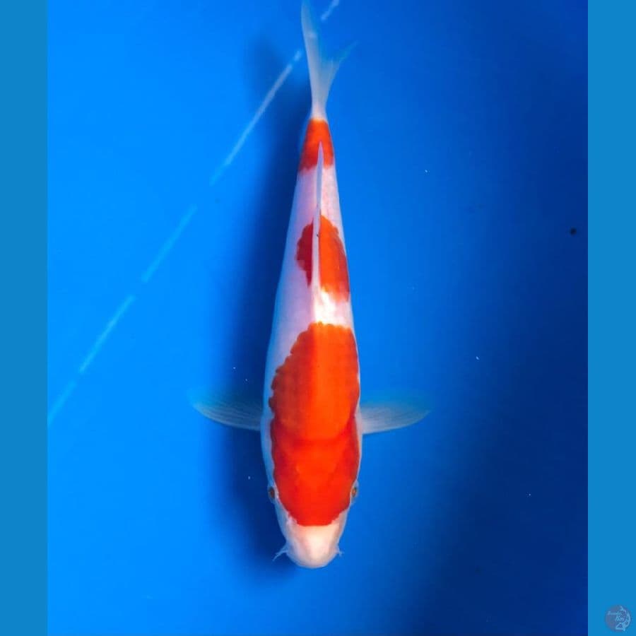 kohaku 22cm