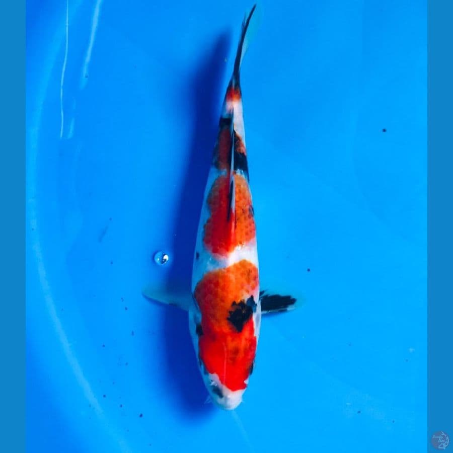 showa male 22cm