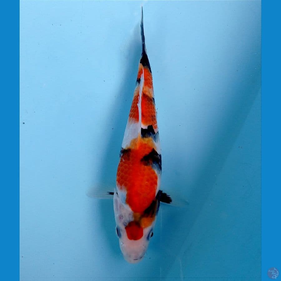 showa 20 cm
