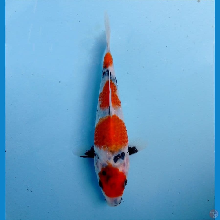 showa 19 cm
