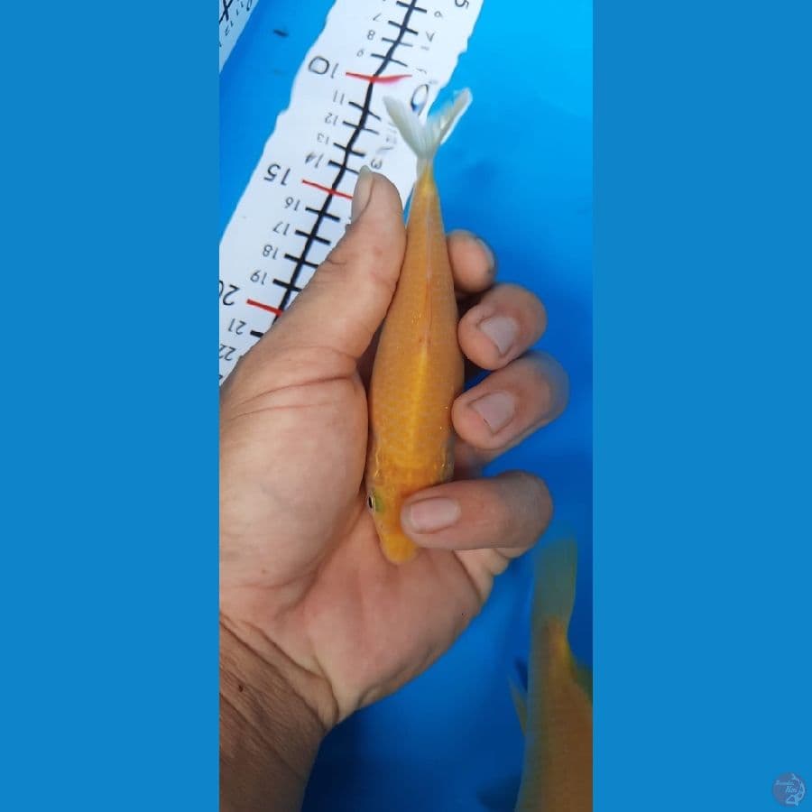 corn karasi 10ekor 13-20cm