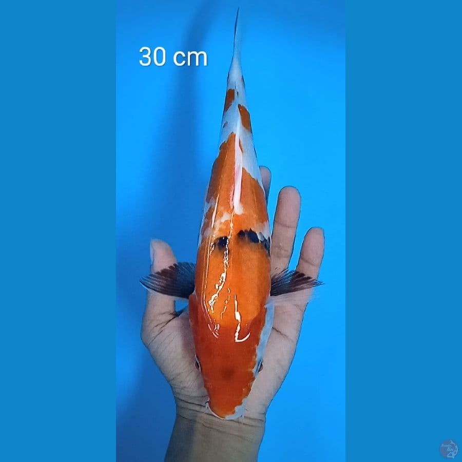 showa : 30 cm